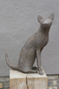 Seated Cat