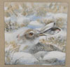 Mountain Hare