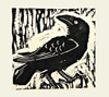 Raven